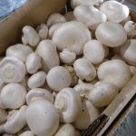 Gippsland Mushrooms.3